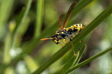 macro de guêpe poliste