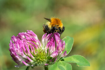 bourdon des champs