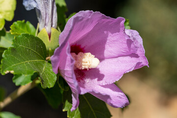 fleur d'hibiscus syriacus