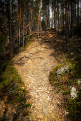 Forest path on the edge of the forest in the evening sunset lighting