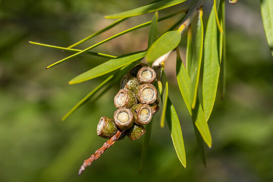 Callistemon Citrinus