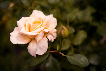 róża herbaciana, żółta róża