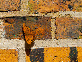 Motyl , mur z cegieł. © Jarekfoto