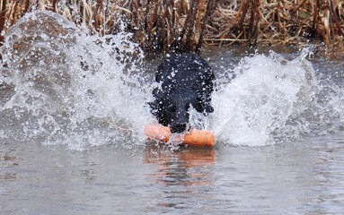 A Labrador making a water retrieve