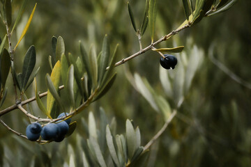 A couple of black olives hanging on a branch