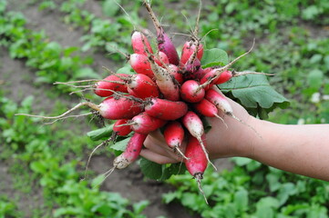 Female hand holding crop of radishes in greenhouse. Concept of healthy food, organic vegetables....