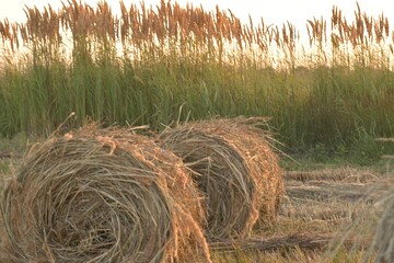 Haystacks rolled up in bales in the fields of kuban. - obrazy, fototapety, plakaty