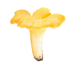 single chanterelle mushroom isolated on white. natural look of forest mushroom. the entire image in sharpness.