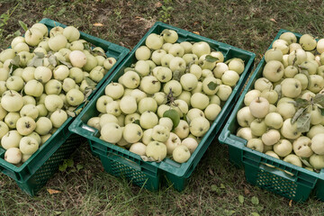 Boxes with a new harvest of early apple variety bilyi nalyv (belyi naliv) in Ukraine.