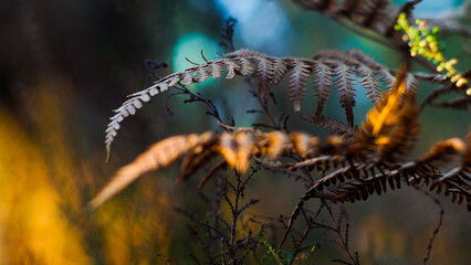 Macro de feuilles de fougère sauvages, photographiées en automne dans la forêt des Landes de Gascogne