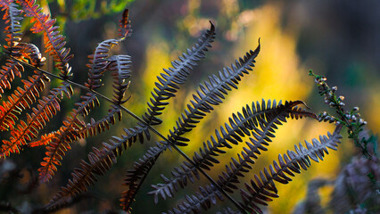 Macro de feuilles de fougère sauvages, photographiées en automne dans la forêt des Landes de...