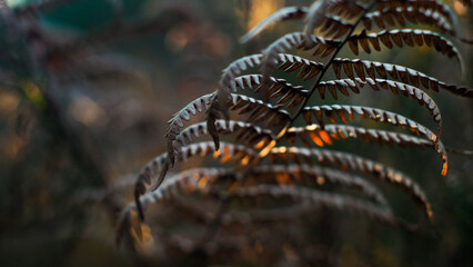 Macro de feuilles de fougère sauvages, photographiées en automne dans la forêt des Landes de Gascogne
