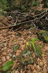 Mature wild garlic by a stone by a river in a forest.