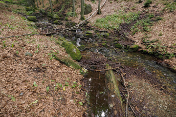 Slender river flowing in the forest.