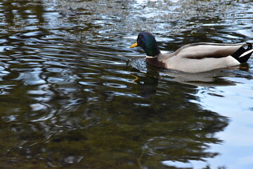 Duck on the lake, Kilkenny Castle Park, Kilkenny, Ireland