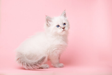 a small kitten of the Neva breed on a pink background