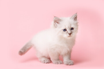 a small kitten of the Neva breed on a pink background