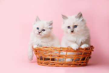 Fototapeta na wymiar a group of small kittens of the Neva breed in a basket on a pink background