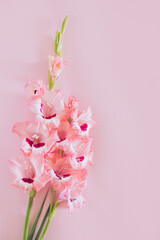 Beautiful pink Gladiolus flowers on a pink background.