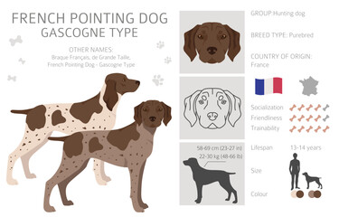 French pointing dog, Gascogne type clipart. Different poses, coat colors set