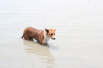 Dog resting on the water of the river, dog taking bath and swimming