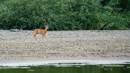 A roebuck walks across the dried out shore area of the Bärensee lake near Rastatt Plittersdorf
