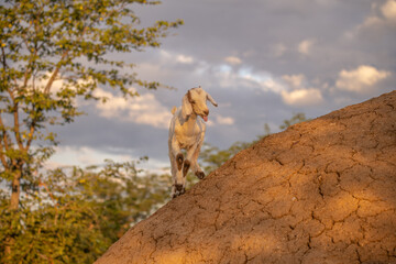 Goat on a roof in Himba village