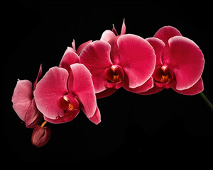 Beautiful blooming red Phalaenopsis inflorescence with bud isolated on black background. Studio close-up shot.