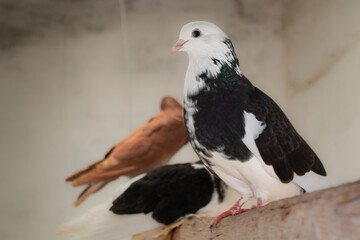 Pigeon blanc et noir d'afrique de l'ouest, togo, lomé