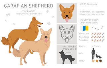 Garafian Shepherd clipart. Different coat colors set