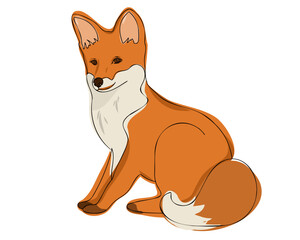 Red fox sits on a white background. Vector illustration hand drawn or doodle, linear