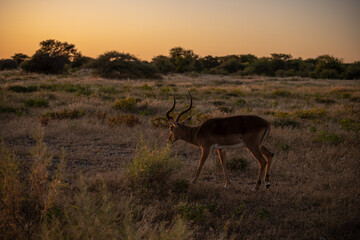 Kudu in Etosha National Park, Namibia