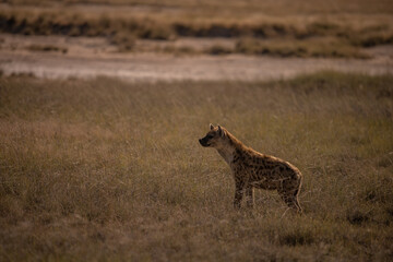 Naklejka na ściany i meble Hyena in Etosha National Park, Namibia