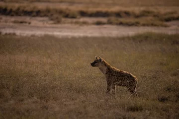 Papier Peint photo Lavable Hyène Hyena in Etosha National Park, Namibia