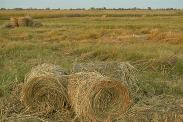 Haystacks rolled up in bales in the fields of kuban.