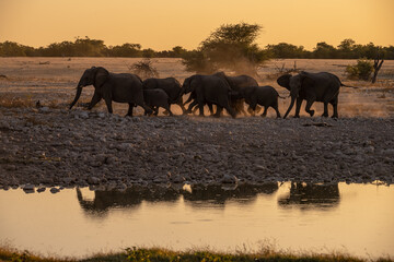 Obraz na płótnie Canvas Elephants at sunset in Etosha National Park, Namibia