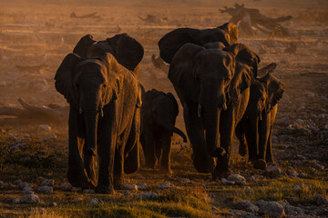 Fototapeta na wymiar Elephants at sunset in Etosha National Park, Namibia
