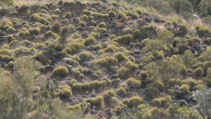hillside covered with spinifex