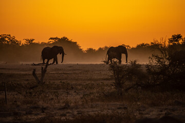 Naklejka na ściany i meble Elephants at sunset in Etosha National Park, Namibia