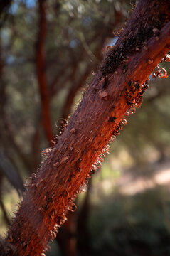 Red Mulga Bark