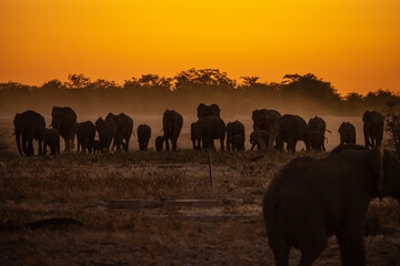 Fototapeta na wymiar Elephants at sunset in Etosha National Park, Namibia