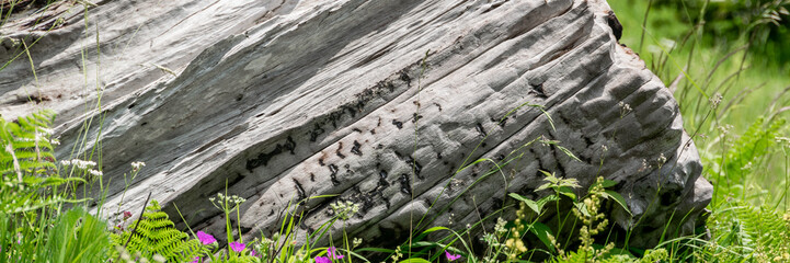 Fallen tree trunk in the meadow, carpenter industry