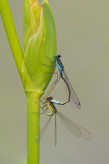 Damsel fly mating