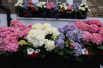 Flowers on the balcony in a typical London house