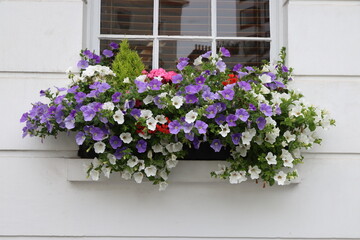 Fototapeta na wymiar Flowers on the balcony in a typical London house