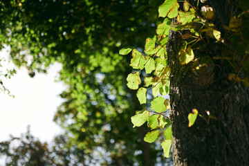 City park alley in autumn. Close up of autumn leaves.