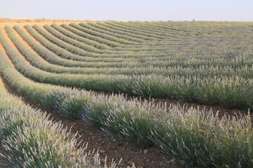 Lavanda 