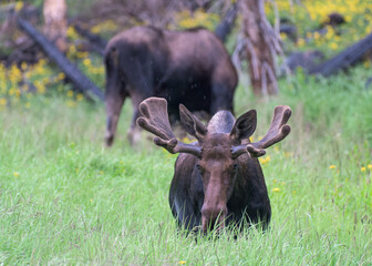 Moose in the Colorado Rocky Mountains. Two bull moose grazing in a field of grass