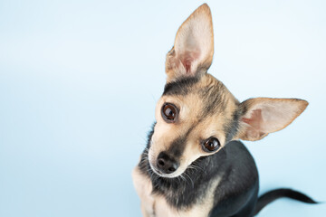 small funny dog with big ears is surprised, pet toy terrier on a blue background with copy space