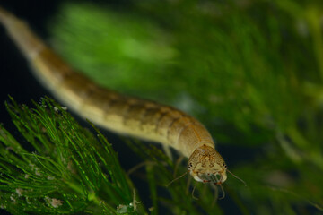 Diving beetle larva (water tiger) among water plants